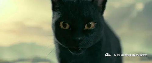 黑猫寓意不吉利,不能养 你永远不知道养一只黑猫的快乐