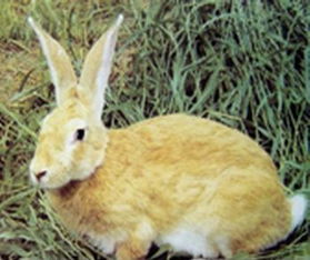 山东獭兔肉兔培育中心 