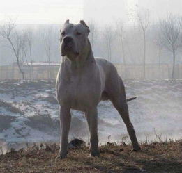 图 哪里有卖杜高犬杜高犬多少钱杜高犬图片杜高犬幼犬 北京宠物狗 