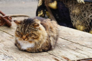 猫之个性写法，猫的个性写法