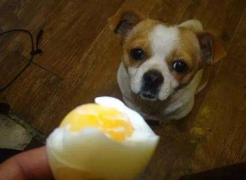 狗狗饮食禁忌 狗狗为什么不能吃 鸡蛋白