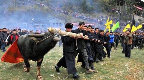 十三年一次苗族鼓藏节,杀牛祭祖场面隆重最后太残忍