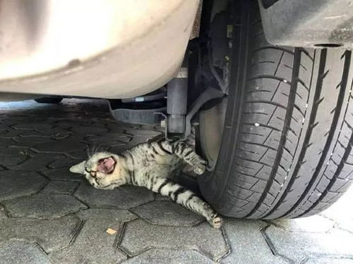表情 网友看到车底有一只表情很痛苦的猫,立马跑过去想救它,结果... 车胎 表情 