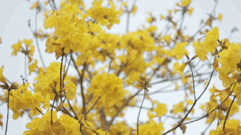 黄花风铃木的养殖方法和注意事项,黄风铃花一年开几次花？