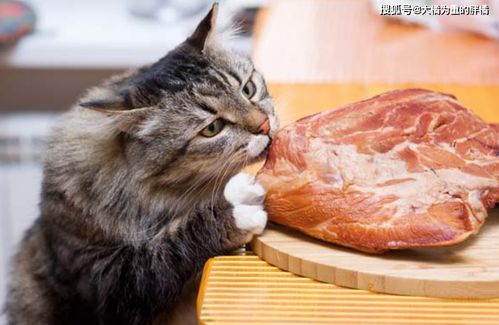 猫咪啥都能吃,可若经常吃这6类食物,可能要了它的 猫命