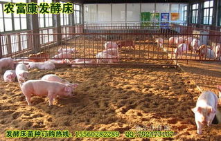 农富康发酵床养猪专用菌种厂家直销