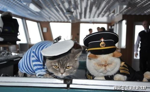航空母舰上的鼠灾如何应对 美军养了一堆猫,但没咱们的办法管用