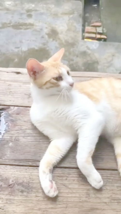 为什么猫咪被筷子这么一摸就会抽搐,它到底是开心,还是有什么隐疾 