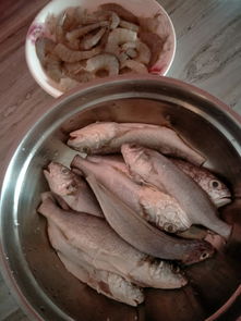 怀孕初期吃海鱼可以吗,孕早期可以吃海鱼吗