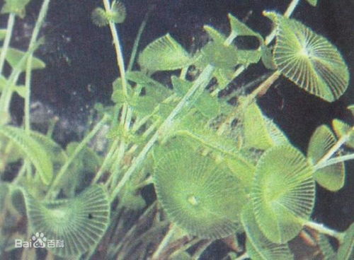 伞藻是藻类植物吗,伞藻为什么有假根？它不是藻类植物吗