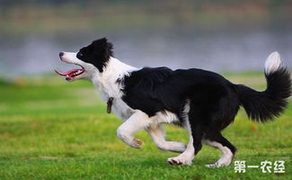 教你怎么养好边境牧羊犬