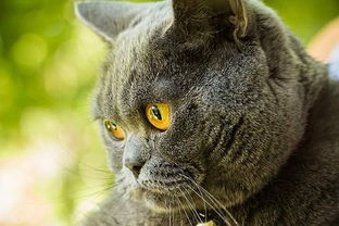 家有蓝猫 蓝猫打疫苗预防猫鼻支吗
