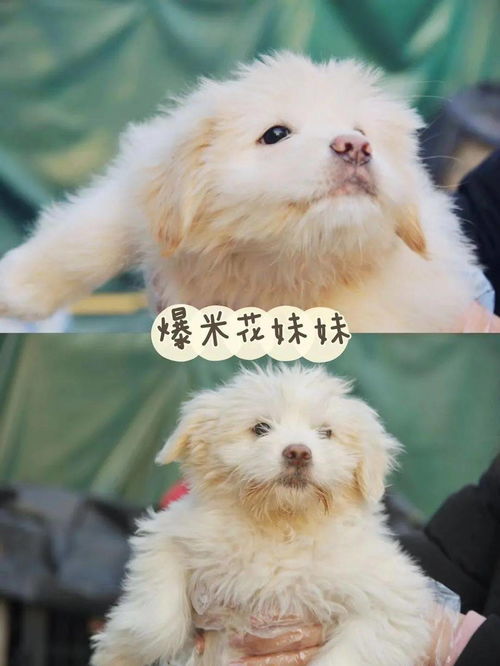 被泼滚烫的辣椒水,杭州500只狗狗正在抱团取暖...