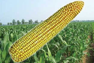 玉米一般出籽率是多少 
