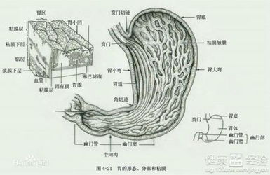 胃肠疾病后期是不是癌症啊