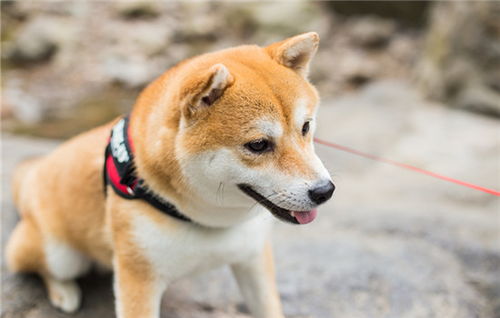 柯基和柴犬哪个好养 了解一下