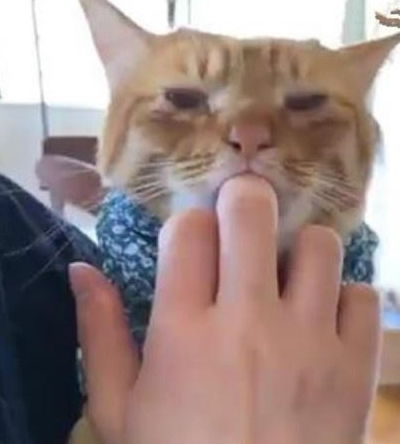 橘猫抱着主人吃鱼干的手指,放在嘴里吮吸,网友 跟吃奶嘴一样
