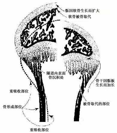 软骨内成骨 组织学与胚胎学 中医妇科书籍 