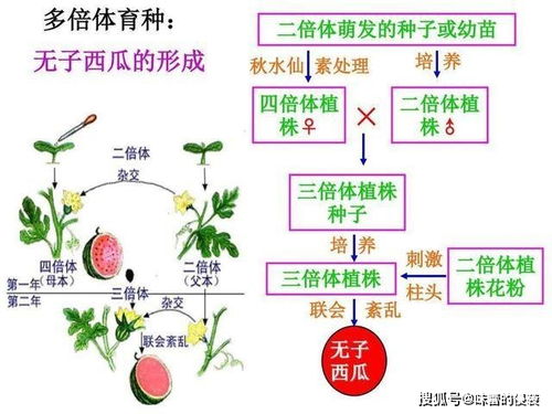 为何种子环游太空,果实可能会变得更饱满