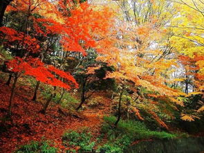 十月推荐旅游地 燕京八景之一 香山红叶 