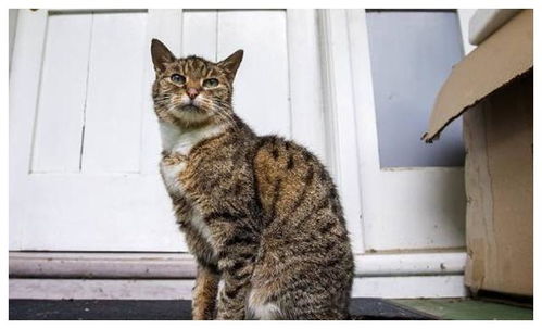 猫也会进入更年期吗 别不信 猫更年期会有这些明显信号