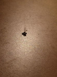 家里突然出现了会飞的黑蚂蚁 怎么回事 有害吗 怎么处理比较好 