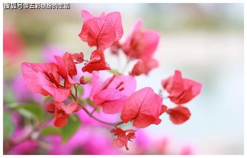 下半年内缘分到了要脱单,月老送姻缘,顺利脱单的4大生肖