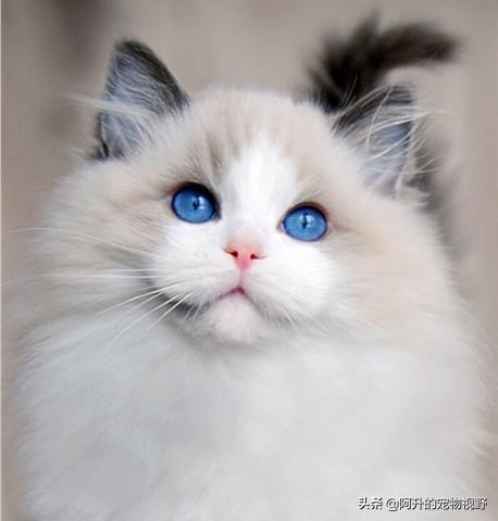 被称为 猫中仙女 的布偶猫,到底有什么吸引人之处呢