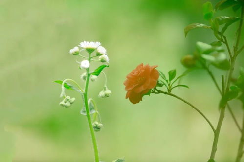 春雨后的小花儿 小草儿,以及其他