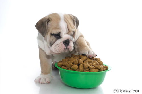 换狗粮的时候为狗狗为什么会出现消化不良或呕吐的情况