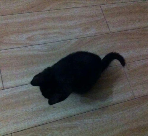 上海 捡到一只小黑猫 求领养 