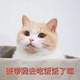 最戳心窝问答 一只猫可以 无耻 到什么地步