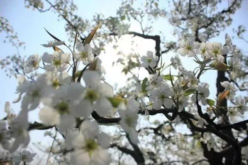 待到芳菲烂漫日,千树万树梨花开