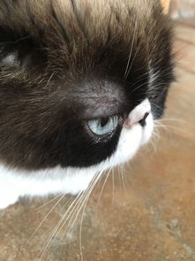 猫眼皮上面毛很稀疏,怎么回事呢 