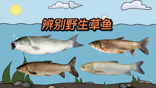 野生草鱼怎么养殖,草鱼的养殖技术和密度？