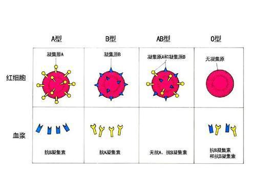 请问父母都是A血型,孩子会是0型血吗 