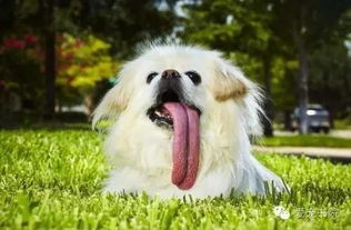 注意爱宠健康问题,从狗狗的舌头看健康 