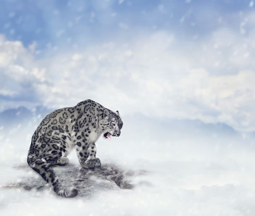 雪山隐者雪豹 一跃15米,能捕牛,会做毛毡垫,为何濒临灭绝了
