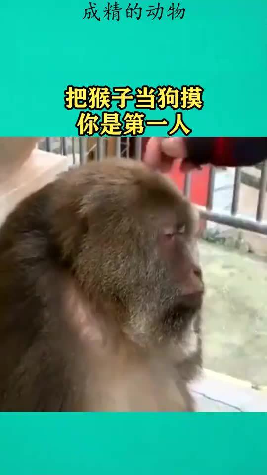 把猴子当狗摸,你是第一人 