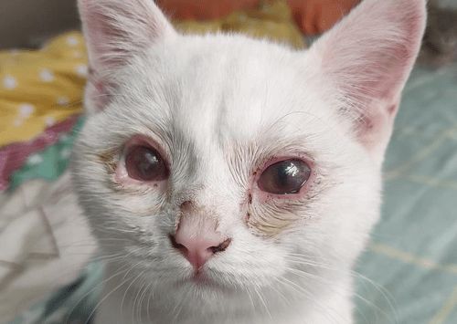 养猫经验 小猫眼睛红肿流眼泪怎么办