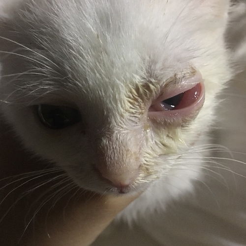 小奶猫眼睛发炎红肿充血流脓有分泌物 怎么办啊 滴了消炎的猫用眼药水 