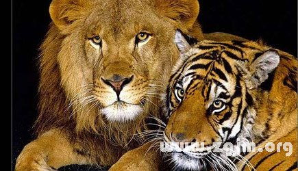 表情 梦见狮子跟老虎 周公解梦 表情 
