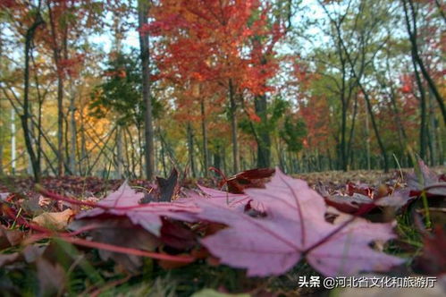 河北秦皇岛 枫叶写下秋天的诗歌