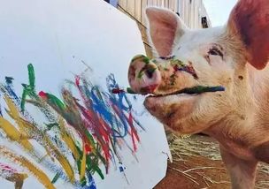会画画的猪,是什么样的猪 作品标价2000美元 