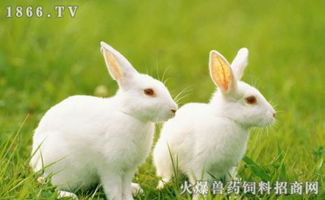 请问兔子的 繁殖期是什么时候 