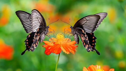 蝶与蝉,代表春与秋,浪漫与清高你更爱谁 古人诗词总是充满幻想