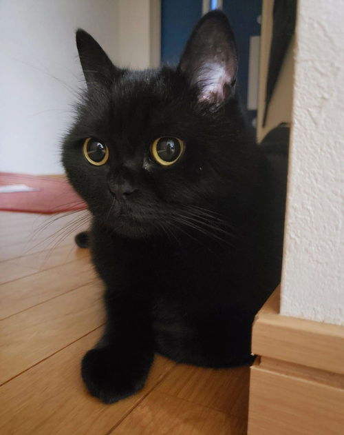 有人认为黑猫是不祥之兆,但有人把它们当镇宅的看家宝,得供起来