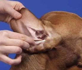 狗狗洗澡耳朵进水怎么办 关键的应急措施你要知道 