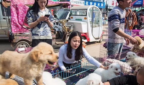 你真的会买狗吗 掌握 买狗不说这5句话 ,帮你跳开坑