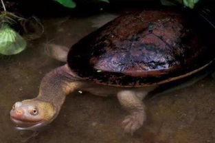 巨蛇颈龟脖子长达35厘米,伸缩自如是普通乌龟的两倍